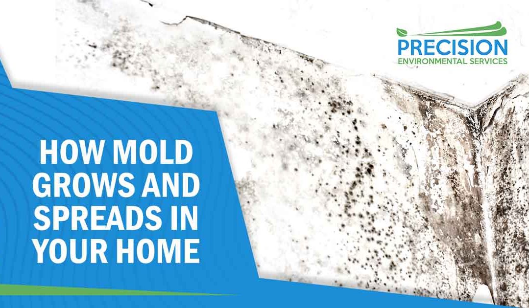 The Science of Mold: How It Grows and Spreads in Your Home