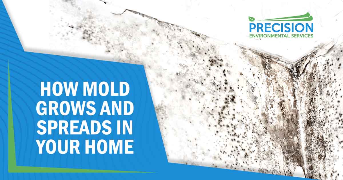 The Science of Mold: How It Grows and Spreads in Your Home