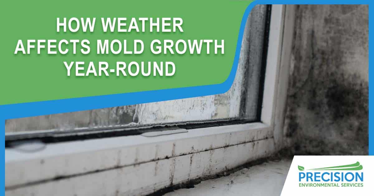 How Texas Weather Affects Mold Growth Year-Round