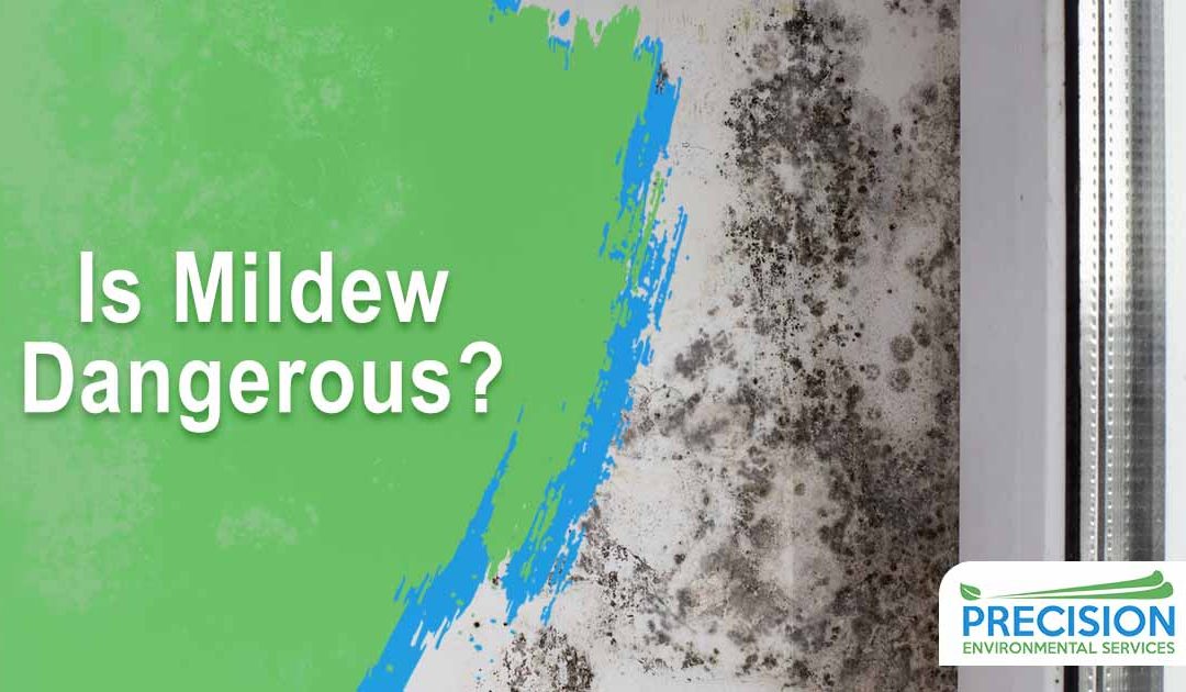 Is Mildew Dangerous?