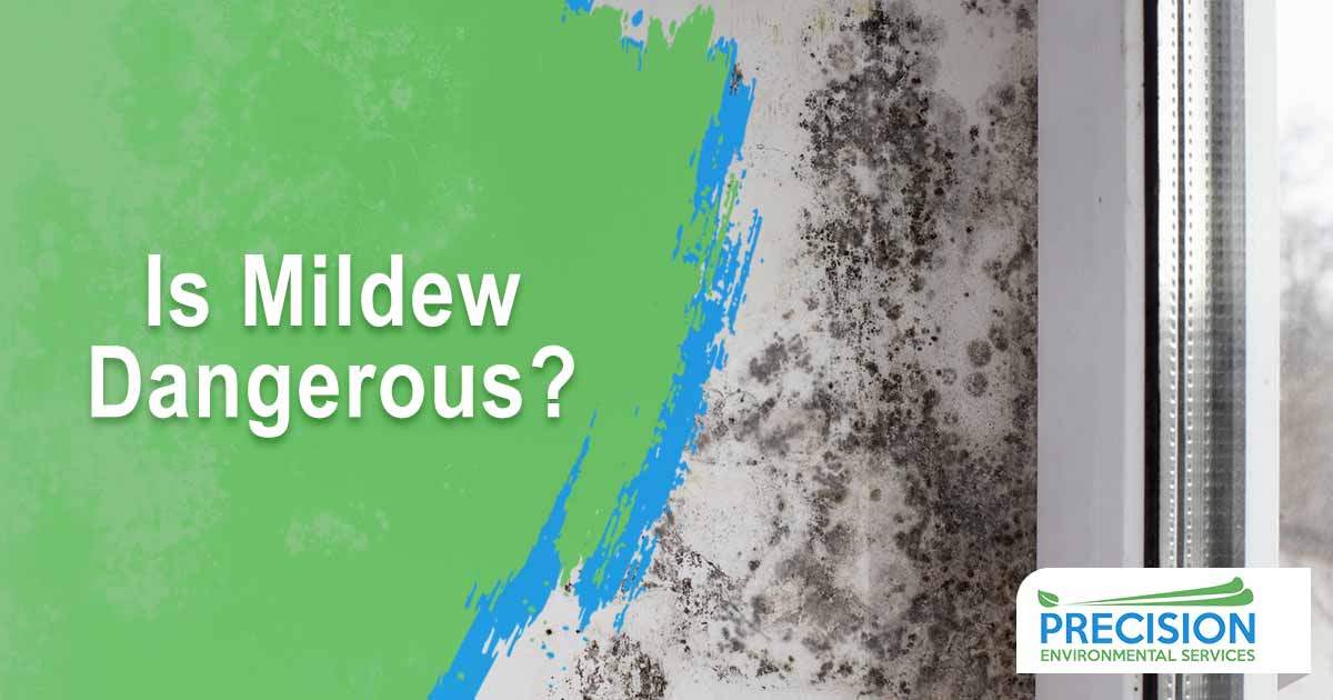 Is Mildew Dangerous?