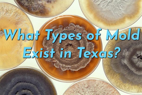 Photo of several slides of mold with text: What types of mold exist in Texas?