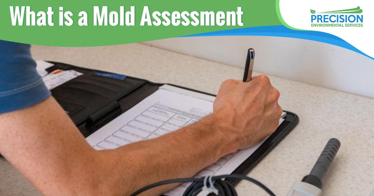What is a Mold Assessment?