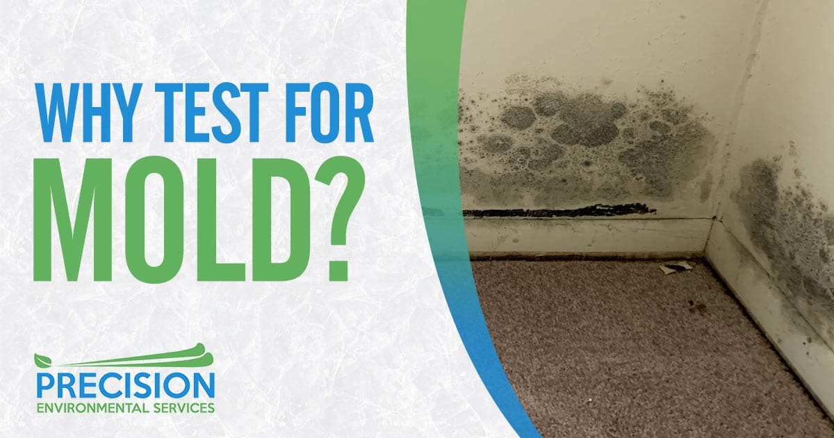 Why Test for Mold