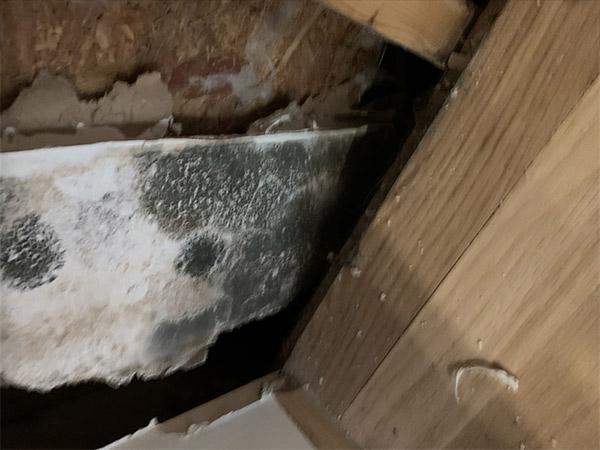 Black mold infestation found in a wall in a mold remediation project overseen by Precision Environmental Services.